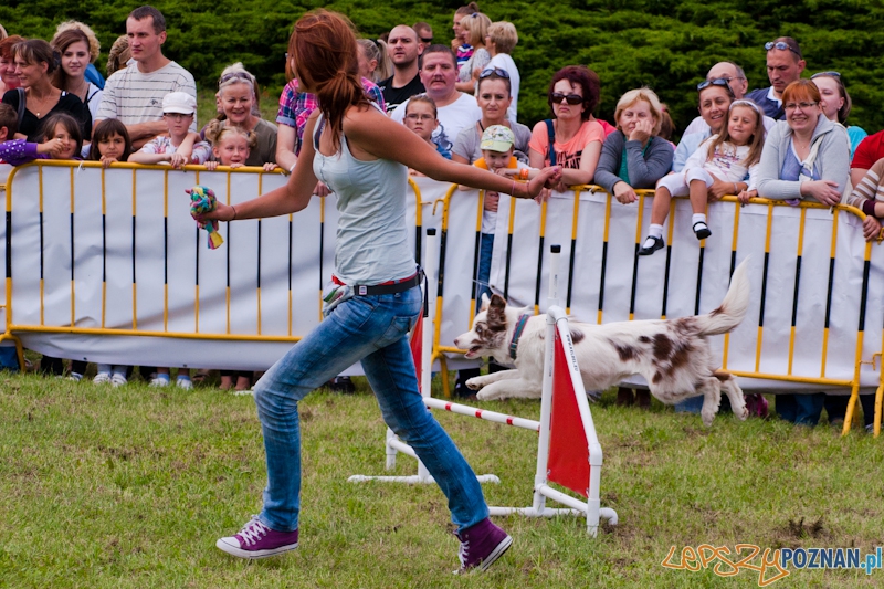 Dog Chow Cup 2012 w parku Cytadela - Poznań 12.08.2012 r. Foto: LepszyPOZNAN.pl / Paweł Rychter Dog Chow Cup 2012 w parku Cytadela - Poznań 12.08.2012 r. Foto: LepszyPOZNAN.pl / Paweł Rychter