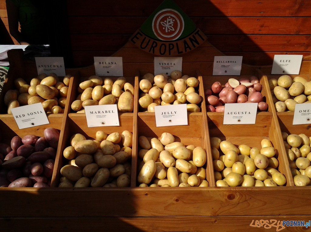 VI Ogólnopolski Festiwal Dobrego Smaku Foto: lepszyPOZNAN.pl / tab VI Ogólnopolski Festiwal Dobrego Smaku Foto: lepszyPOZNAN.pl / tab