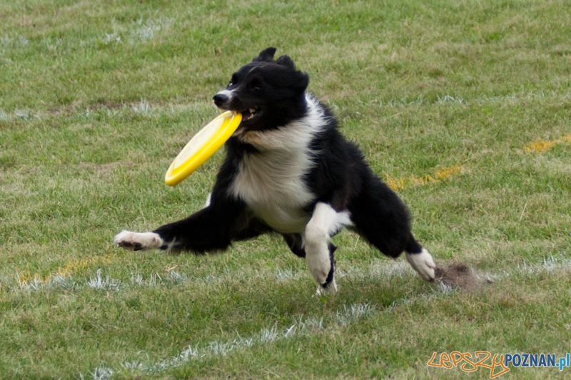 Dog Chow 2012 w parku Cytadela Foto: Ewelina Gutowska Dog Chow 2012 w parku Cytadela Foto: Ewelina Gutowska