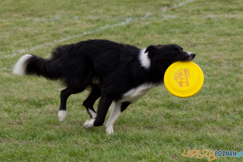 Dog Chow 2012 w parku Cytadela Foto: Ewelina Gutowska Dog Chow 2012 w parku Cytadela Foto: Ewelina Gutowska