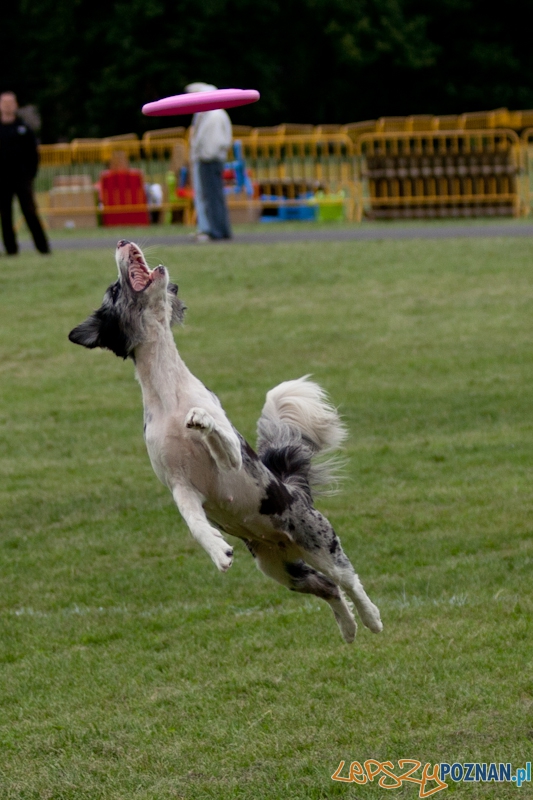 Dog Chow 2012 w parku Cytadela Foto: Ewelina Gutowska Dog Chow 2012 w parku Cytadela Foto: Ewelina Gutowska