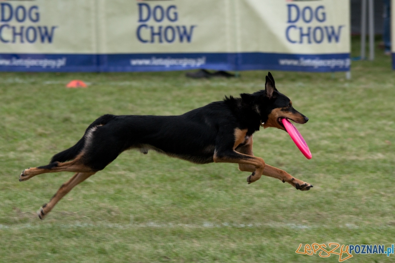 Dog Chow 2012 w parku Cytadela Foto: Ewelina Gutowska Dog Chow 2012 w parku Cytadela Foto: Ewelina Gutowska