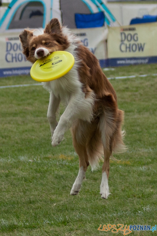 Dog Chow 2012 w parku Cytadela Foto: Ewelina Gutowska Dog Chow 2012 w parku Cytadela Foto: Ewelina Gutowska