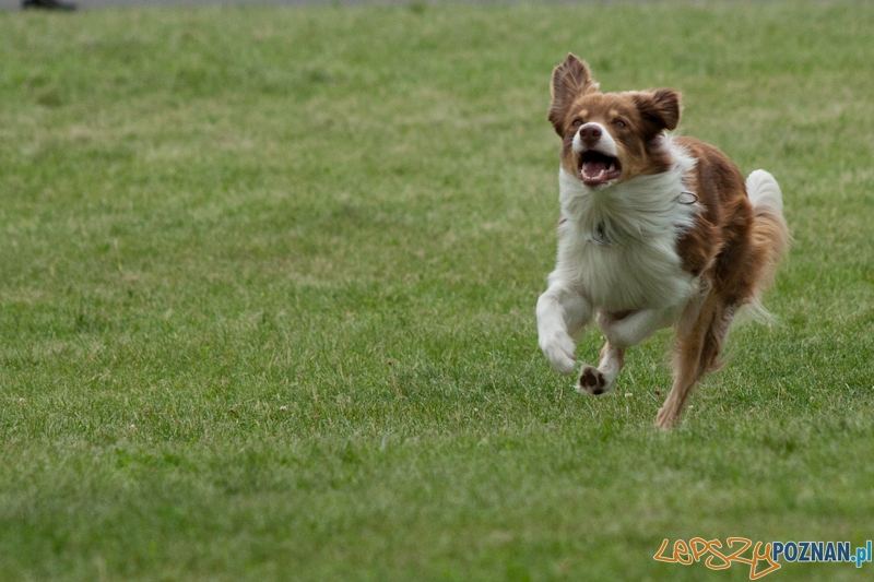 Dog Chow 2012 w parku Cytadela Foto: Ewelina Gutowska Dog Chow 2012 w parku Cytadela Foto: Ewelina Gutowska