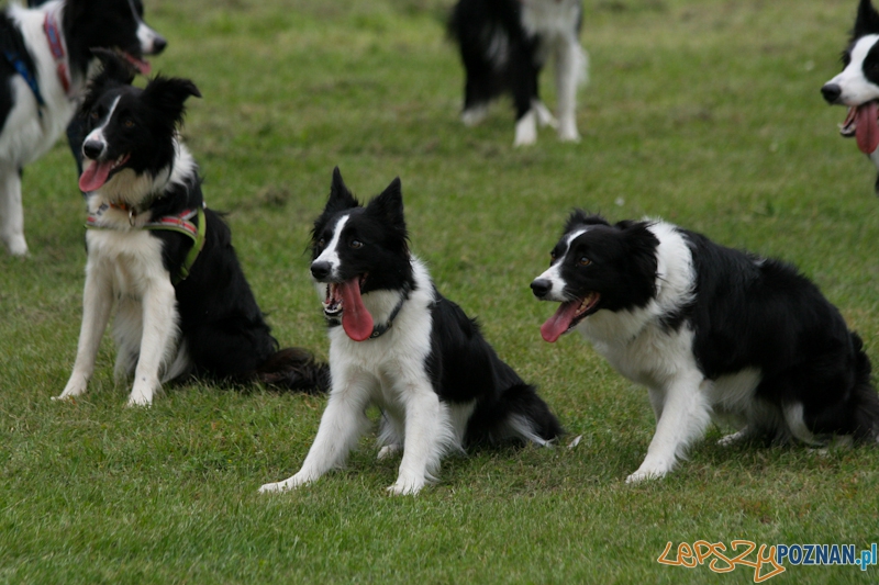 Dog Chow 2012 w parku Cytadela Foto: Ewelina Gutowska Dog Chow 2012 w parku Cytadela Foto: Ewelina Gutowska