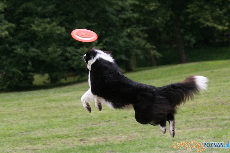Dog Chow 2012 w parku Cytadela Foto: Ewelina Gutowska Dog Chow 2012 w parku Cytadela Foto: Ewelina Gutowska