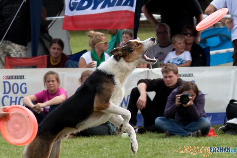 Dog Chow w parku Cytadela 2012 Foto: Ewelina Gutowska Dog Chow w parku Cytadela 2012 Foto: Ewelina Gutowska