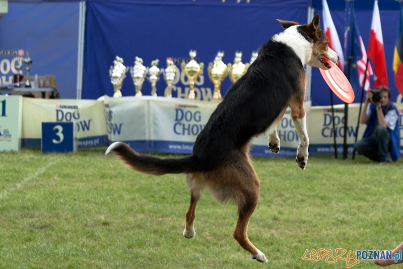 Dog Chow w parku Cytadela 2012 Foto: Ewelina Gutowska Dog Chow w parku Cytadela 2012 Foto: Ewelina Gutowska