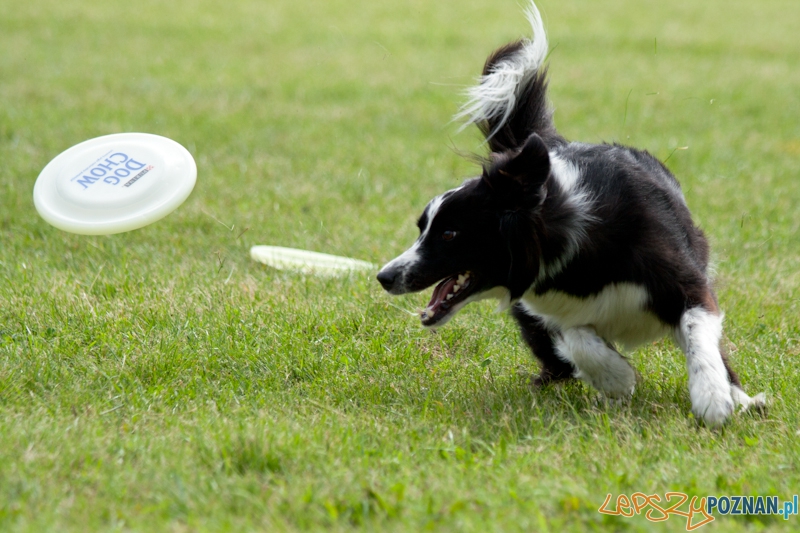 Dog Chow w parku Cytadela 2012 Foto: Ewelina Gutowska Dog Chow w parku Cytadela 2012 Foto: Ewelina Gutowska