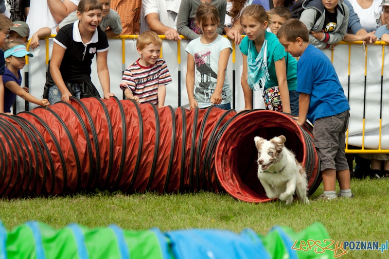 Dog Chow w parku Cytadela 2012 Foto: Ewelina Gutowska Dog Chow w parku Cytadela 2012 Foto: Ewelina Gutowska