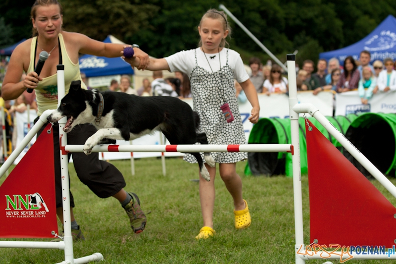 Dog Chow w parku Cytadela 2012 Foto: Ewelina Gutowska Dog Chow w parku Cytadela 2012 Foto: Ewelina Gutowska