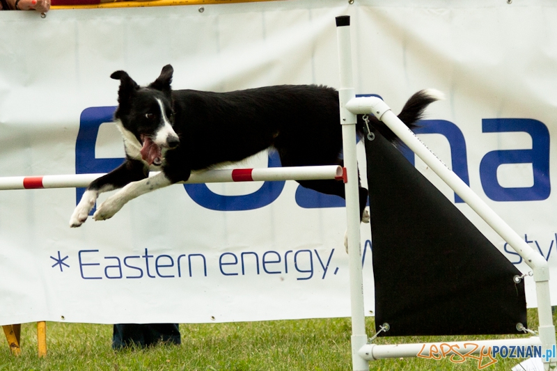 Dog Chow w parku Cytadela 2012 Foto: Ewelina Gutowska Dog Chow w parku Cytadela 2012 Foto: Ewelina Gutowska