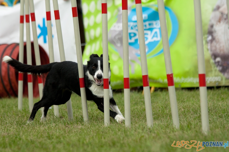 Dog Chow w parku Cytadela 2012 Foto: Ewelina Gutowska Dog Chow w parku Cytadela 2012 Foto: Ewelina Gutowska