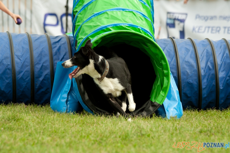 Dog Chow w parku Cytadela 2012 Foto: Ewelina Gutowska Dog Chow w parku Cytadela 2012 Foto: Ewelina Gutowska