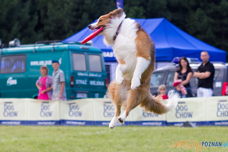 Dog Chow - Latające psy. Poznań Cytadela Foto: lepszyPOZNAN.pl / Piotr Rychter Dog Chow - Latające psy. Poznań Cytadela Foto: lepszyPOZNAN.pl / Piotr Rychter