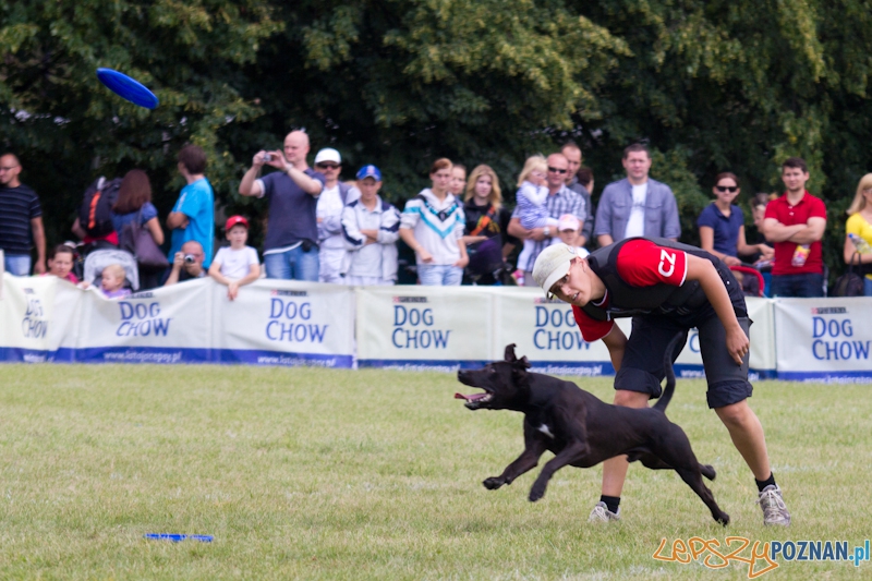 Dog Chow - Latające psy. Poznań Cytadela Foto: lepszyPOZNAN.pl / Piotr Rychter Dog Chow - Latające psy. Poznań Cytadela Foto: lepszyPOZNAN.pl / Piotr Rychter