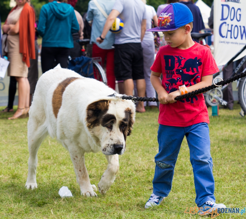 Dog Chow - Latające psy. Poznań Cytadela Foto: lepszyPOZNAN.pl / Piotr Rychter Dog Chow - Latające psy. Poznań Cytadela Foto: lepszyPOZNAN.pl / Piotr Rychter