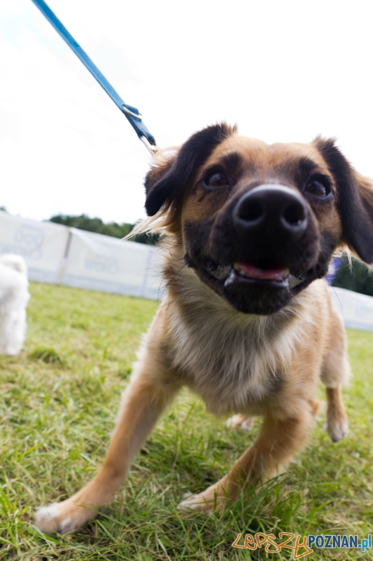 Dog Chow - Latające psy. Poznań Cytadela Foto: lepszyPOZNAN.pl / Piotr Rychter Dog Chow - Latające psy. Poznań Cytadela Foto: lepszyPOZNAN.pl / Piotr Rychter
