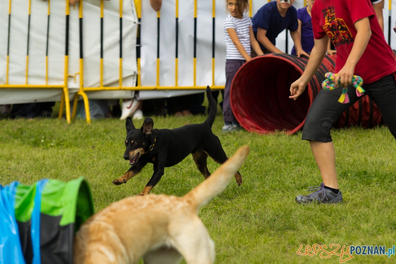 Dog Chow - Latające psy. Poznań Cytadela Foto: lepszyPOZNAN.pl / Piotr Rychter Dog Chow - Latające psy. Poznań Cytadela Foto: lepszyPOZNAN.pl / Piotr Rychter