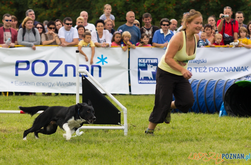 Dog Chow - Latające psy. Poznań Cytadela Foto: lepszyPOZNAN.pl / Piotr Rychter Dog Chow - Latające psy. Poznań Cytadela Foto: lepszyPOZNAN.pl / Piotr Rychter