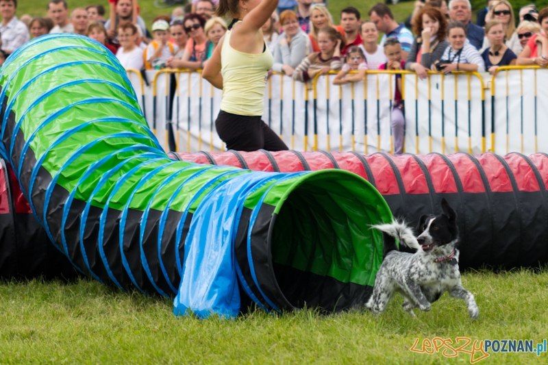 Dog Chow - Latające psy. Poznań Cytadela Foto: lepszyPOZNAN.pl / Piotr Rychter Dog Chow - Latające psy. Poznań Cytadela Foto: lepszyPOZNAN.pl / Piotr Rychter