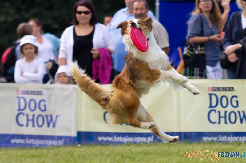 Dog Chow - Latające psy. Poznań Cytadela Foto: lepszyPOZNAN.pl / Piotr Rychter Dog Chow - Latające psy. Poznań Cytadela Foto: lepszyPOZNAN.pl / Piotr Rychter