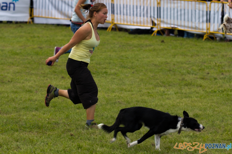 Dog Chow - Latające psy. Poznań Cytadela Foto: lepszyPOZNAN.pl / Piotr Rychter Dog Chow - Latające psy. Poznań Cytadela Foto: lepszyPOZNAN.pl / Piotr Rychter
