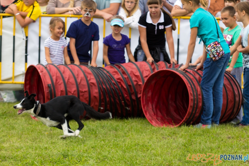 Dog Chow - Latające psy. Poznań Cytadela Foto: lepszyPOZNAN.pl / Piotr Rychter Dog Chow - Latające psy. Poznań Cytadela Foto: lepszyPOZNAN.pl / Piotr Rychter