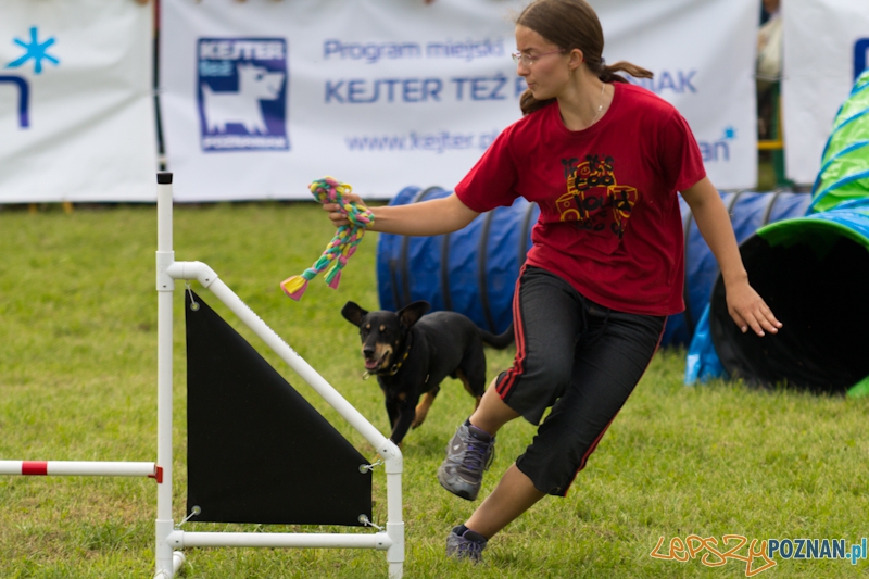 Dog Chow - Latające psy. Poznań Cytadela Foto: lepszyPOZNAN.pl / Piotr Rychter Dog Chow - Latające psy. Poznań Cytadela Foto: lepszyPOZNAN.pl / Piotr Rychter