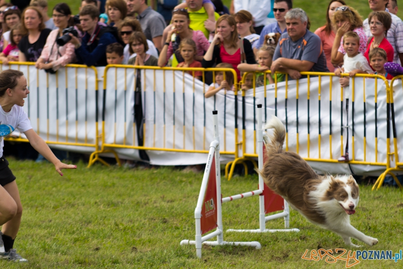 Dog Chow - Latające psy. Poznań Cytadela Foto: lepszyPOZNAN.pl / Piotr Rychter Dog Chow - Latające psy. Poznań Cytadela Foto: lepszyPOZNAN.pl / Piotr Rychter