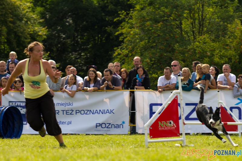 Dog Chow - Latające psy. Poznań Cytadela Foto: lepszyPOZNAN.pl / Piotr Rychter Dog Chow - Latające psy. Poznań Cytadela Foto: lepszyPOZNAN.pl / Piotr Rychter