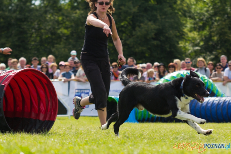Dog Chow - Latające psy. Poznań Cytadela Foto: lepszyPOZNAN.pl / Piotr Rychter Dog Chow - Latające psy. Poznań Cytadela Foto: lepszyPOZNAN.pl / Piotr Rychter