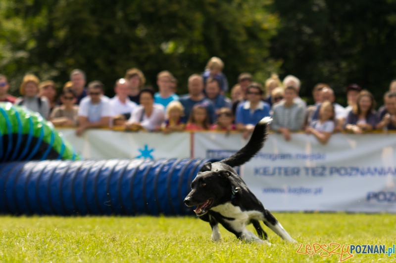 Dog Chow - Latające psy. Poznań Cytadela Foto: lepszyPOZNAN.pl / Piotr Rychter Dog Chow - Latające psy. Poznań Cytadela Foto: lepszyPOZNAN.pl / Piotr Rychter