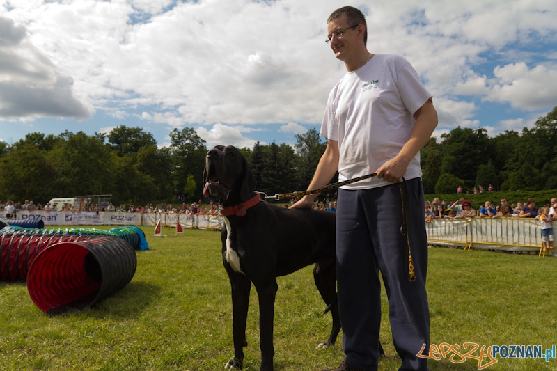 Dog Chow - Latające psy. Poznań Cytadela. Najdłuższy pies dnia. Foto: lepszyPOZNAN.pl / Piotr Rychter Dog Chow - Latające psy. Poznań Cytadela. Najdłuższy pies dnia. Foto: lepszyPOZNAN.pl / Piotr Rychter