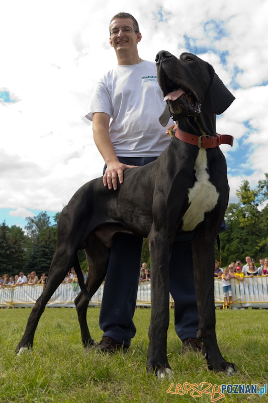 Dog Chow - Latające psy. Poznań Cytadela. Najdłuższy pies dnia. Foto: lepszyPOZNAN.pl / Piotr Rychter Dog Chow - Latające psy. Poznań Cytadela. Najdłuższy pies dnia. Foto: lepszyPOZNAN.pl / Piotr Rychter