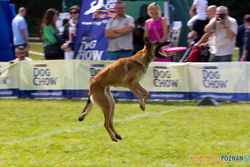 Dog Chow - Latające psy. Poznań Cytadela Foto: lepszyPOZNAN.pl / Piotr Rychter Dog Chow - Latające psy. Poznań Cytadela Foto: lepszyPOZNAN.pl / Piotr Rychter
