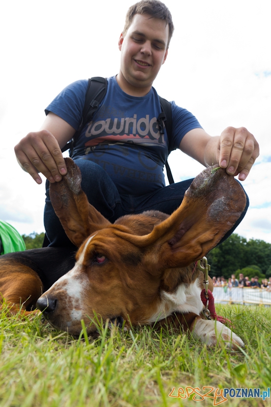 Dog Chow - Latające psy. Poznań Cytadela. Najdłuższe uszy Foto: lepszyPOZNAN.pl / Piotr Rychter Dog Chow - Latające psy. Poznań Cytadela. Najdłuższe uszy Foto: lepszyPOZNAN.pl / Piotr Rychter