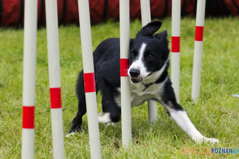 Dog Chow - Latające psy. Poznań Cytadela Foto: lepszyPOZNAN.pl / Piotr Rychter Dog Chow - Latające psy. Poznań Cytadela Foto: lepszyPOZNAN.pl / Piotr Rychter