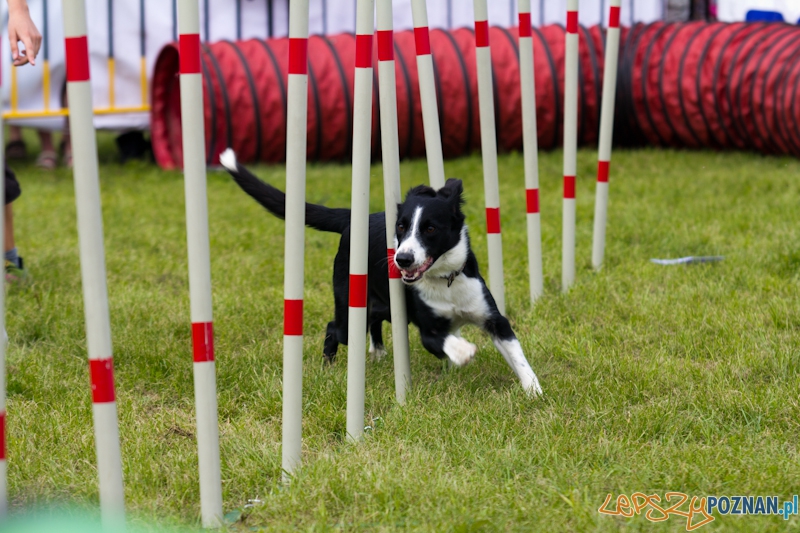 Dog Chow - Latające psy. Poznań Cytadela Foto: lepszyPOZNAN.pl / Piotr Rychter Dog Chow - Latające psy. Poznań Cytadela Foto: lepszyPOZNAN.pl / Piotr Rychter