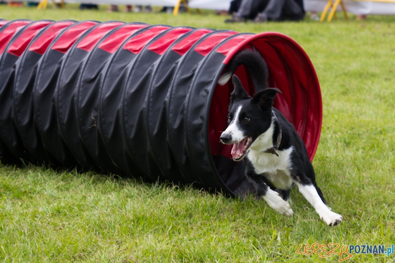 Dog Chow - Latające psy. Poznań Cytadela Foto: lepszyPOZNAN.pl / Piotr Rychter Dog Chow - Latające psy. Poznań Cytadela Foto: lepszyPOZNAN.pl / Piotr Rychter