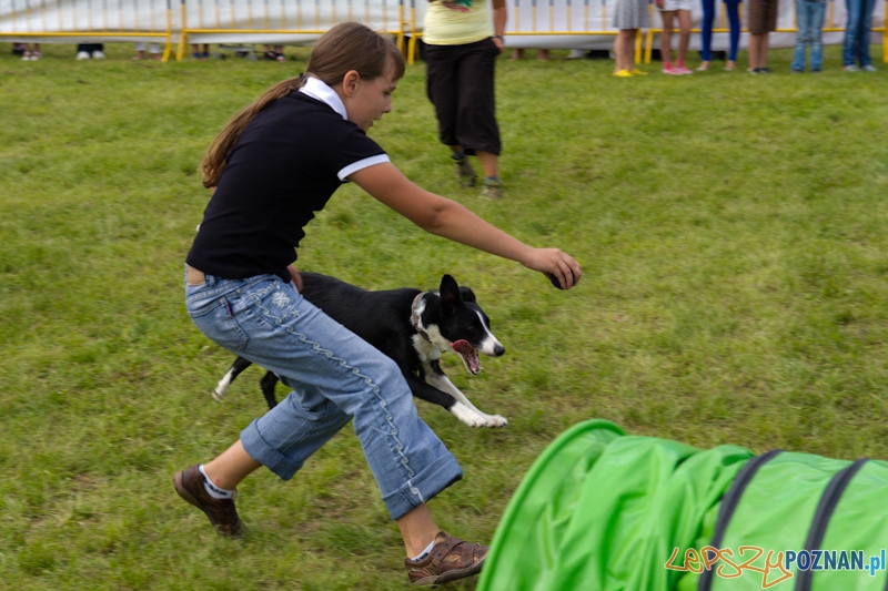 Dog Chow - Latające psy. Poznań Cytadela Foto: lepszyPOZNAN.pl / Piotr Rychter Dog Chow - Latające psy. Poznań Cytadela Foto: lepszyPOZNAN.pl / Piotr Rychter