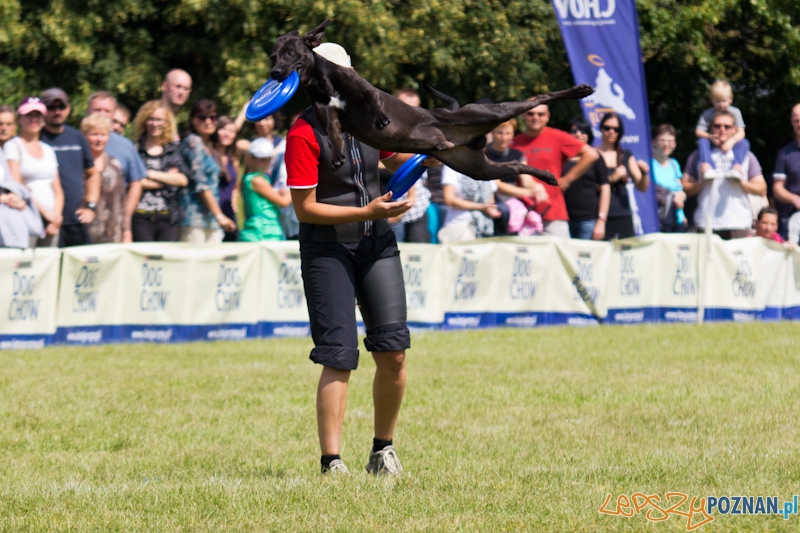 Dog Chow - Latające psy. Poznań Cytadela Foto: lepszyPOZNAN.pl / Piotr Rychter Dog Chow - Latające psy. Poznań Cytadela Foto: lepszyPOZNAN.pl / Piotr Rychter