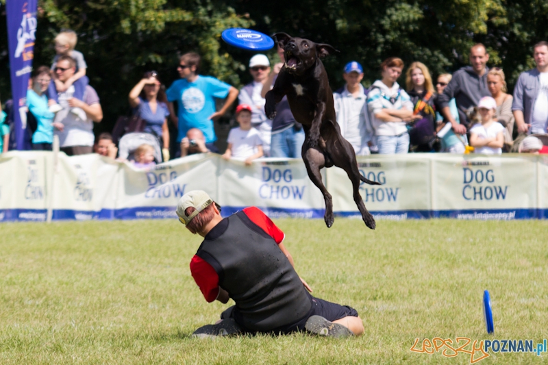 Dog Chow - Latające psy. Poznań Cytadela Foto: lepszyPOZNAN.pl / Piotr Rychter Dog Chow - Latające psy. Poznań Cytadela Foto: lepszyPOZNAN.pl / Piotr Rychter