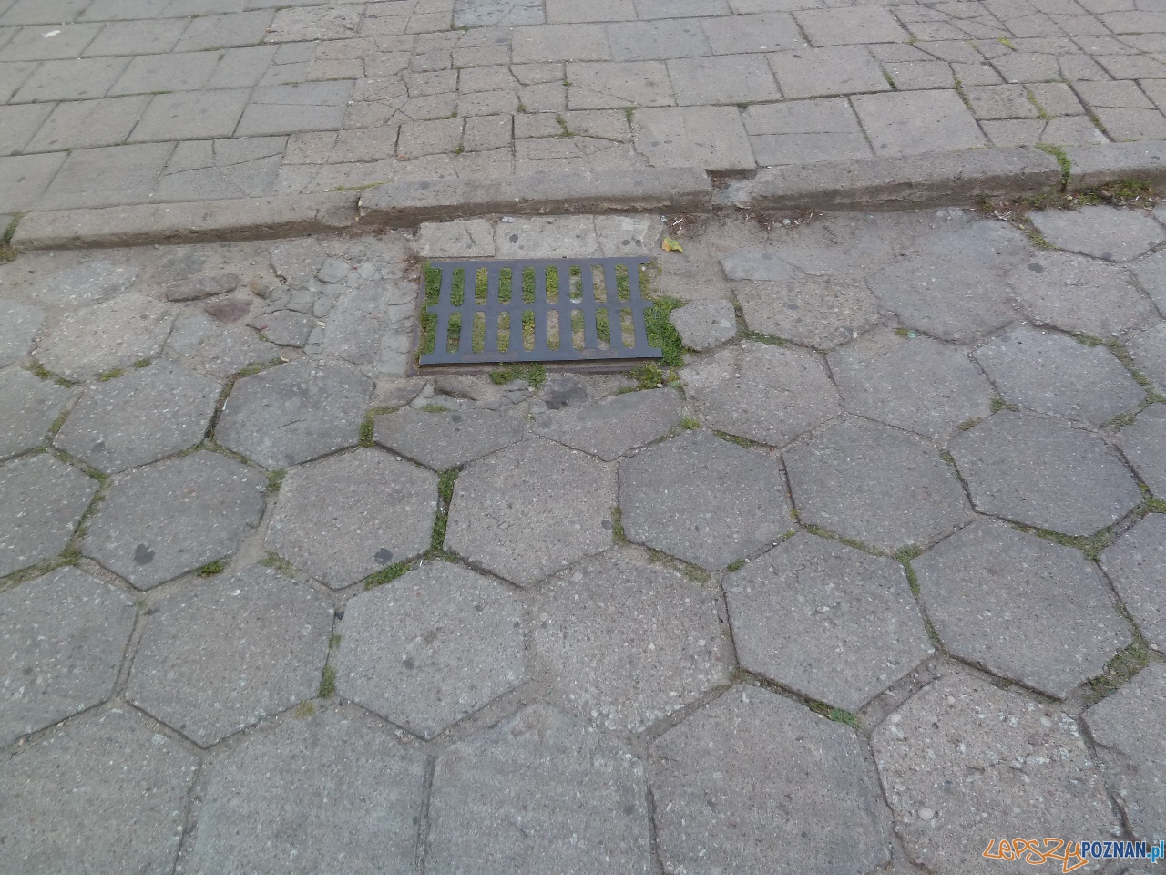 Szybka migawka - zielony Poznań  Foto: Maciej Koterba