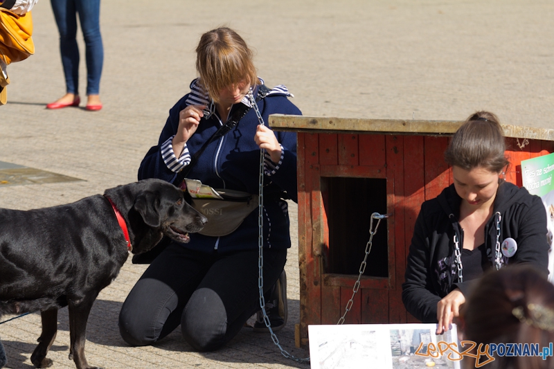 Akcja Zerwijmy łańcuchy - plac Wolności 23.09.2012 r. Foto: lepszyPOZNAN.pl / Piotr Rychter Akcja Zerwijmy łańcuchy - plac Wolności 23.09.2012 r. Foto: lepszyPOZNAN.pl / Piotr Rychter