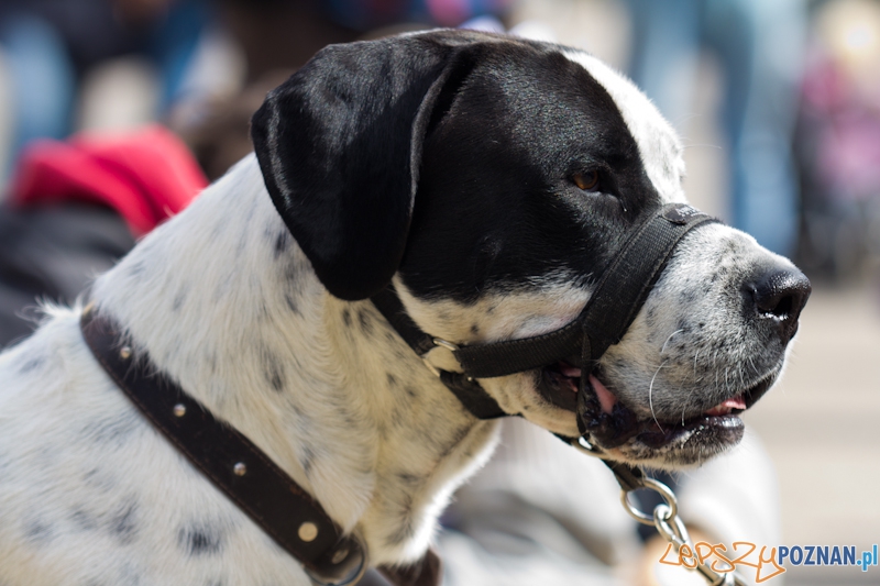 Akcja Zerwijmy łańcuchy - plac Wolności 23.09.2012 r. Foto: lepszyPOZNAN.pl / Piotr Rychter Akcja Zerwijmy łańcuchy - plac Wolności 23.09.2012 r. Foto: lepszyPOZNAN.pl / Piotr Rychter