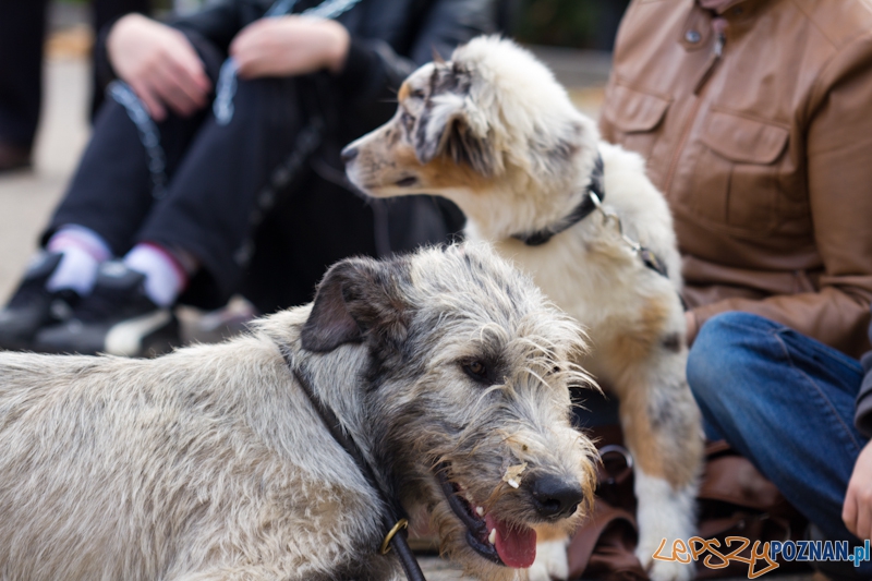 Akcja Zerwijmy łańcuchy - plac Wolności 23.09.2012 r. Foto: lepszyPOZNAN.pl / Piotr Rychter Akcja Zerwijmy łańcuchy - plac Wolności 23.09.2012 r. Foto: lepszyPOZNAN.pl / Piotr Rychter