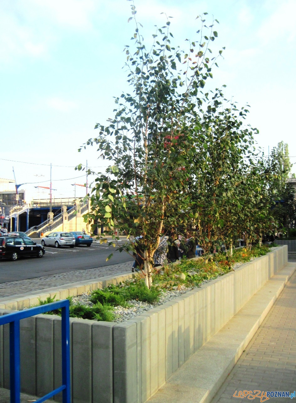 zieleń przy nowym dworcu PKP (4) Foto: zieleń przy nowym dworcu PKP (4) Foto: