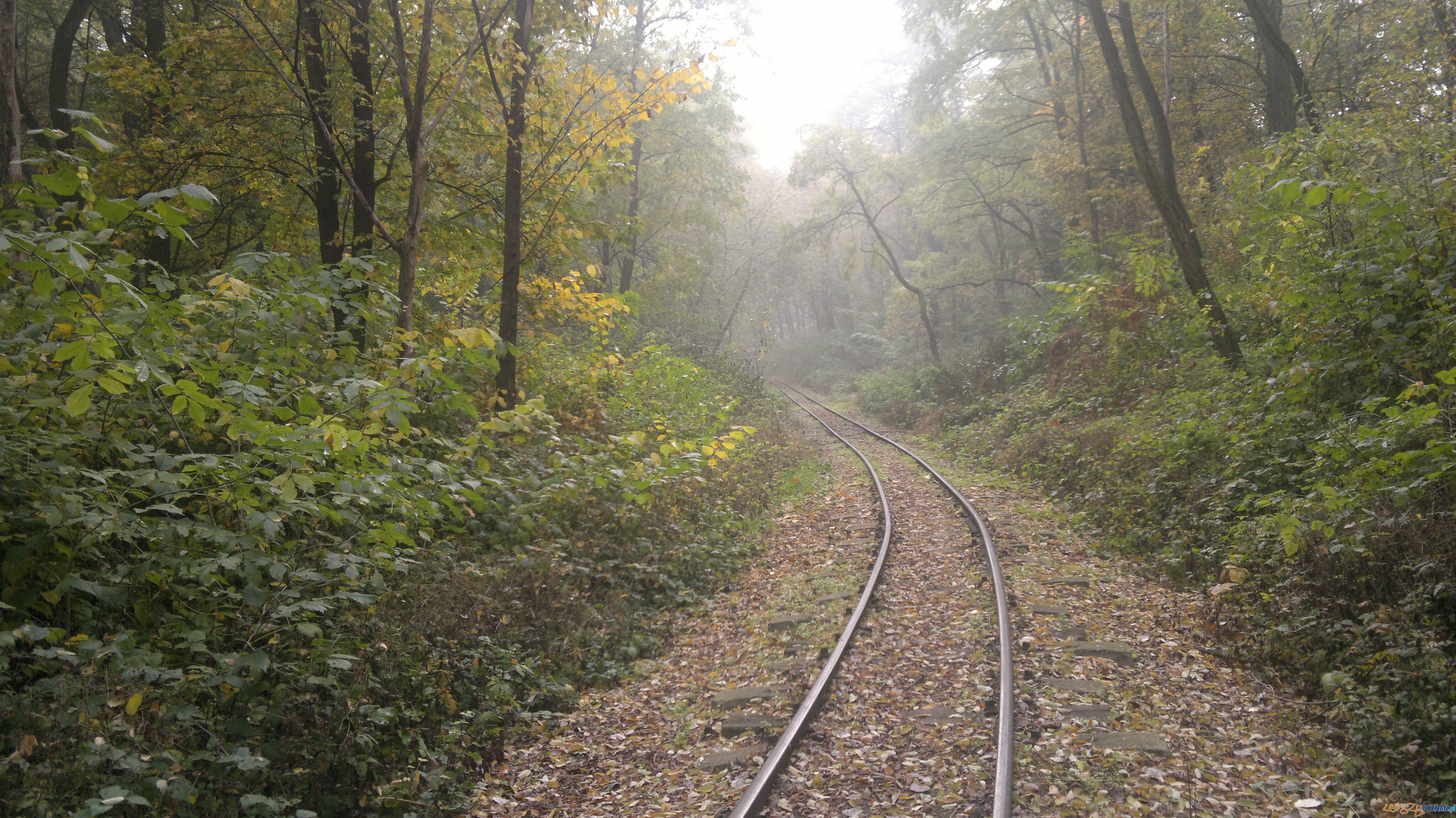 Maltanka jesienią (2) Foto: Maltanka jesienią (2) Foto: