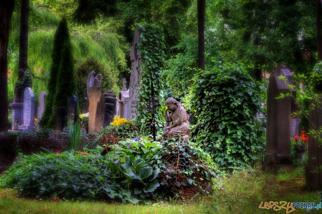 cmentarz na Nowinie  Foto: FotoPortal / Radosław Maciejewski